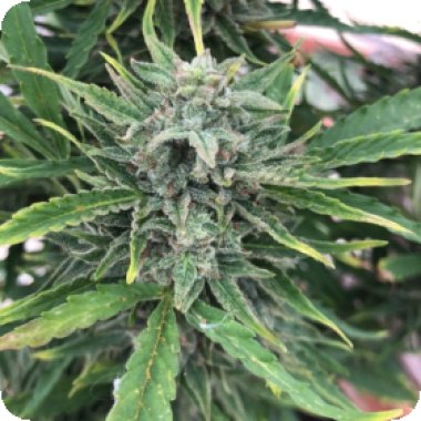 Black Apple Fritter